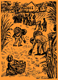 Kwame works in the fields